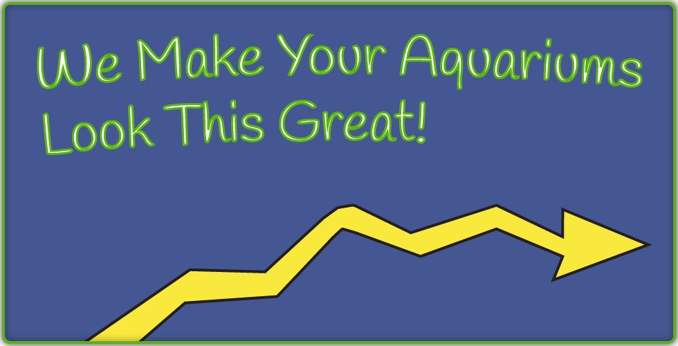 We make your aquariums look this great