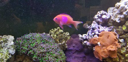 ADS Aquarium Services