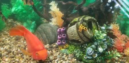 ADS Aquarium Services