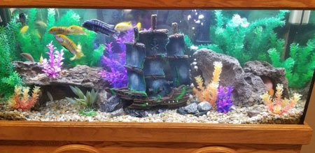 ADS Aquarium Services