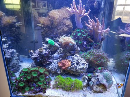 ADS Aquarium Services