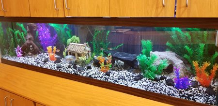 ADS Aquarium Services