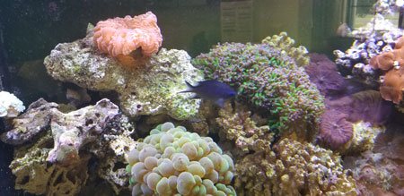 ADS Aquarium Services