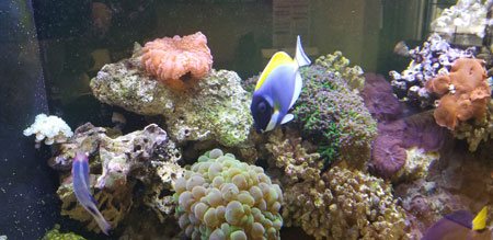 ADS Aquarium Services