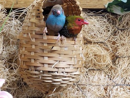 ADS Aviary Services